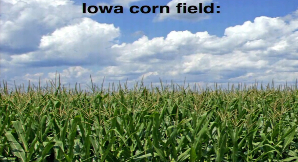 Iowa corn field